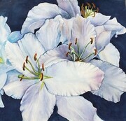 Margaret Klappstein White Lillies